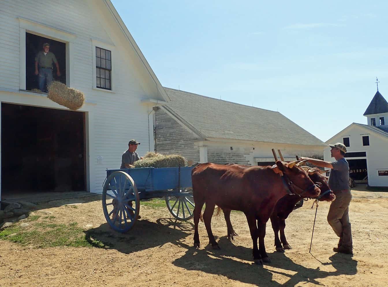 OLYMPUS DIGITAL CAMERA Sanborn Mills Farm Where farming, gardening