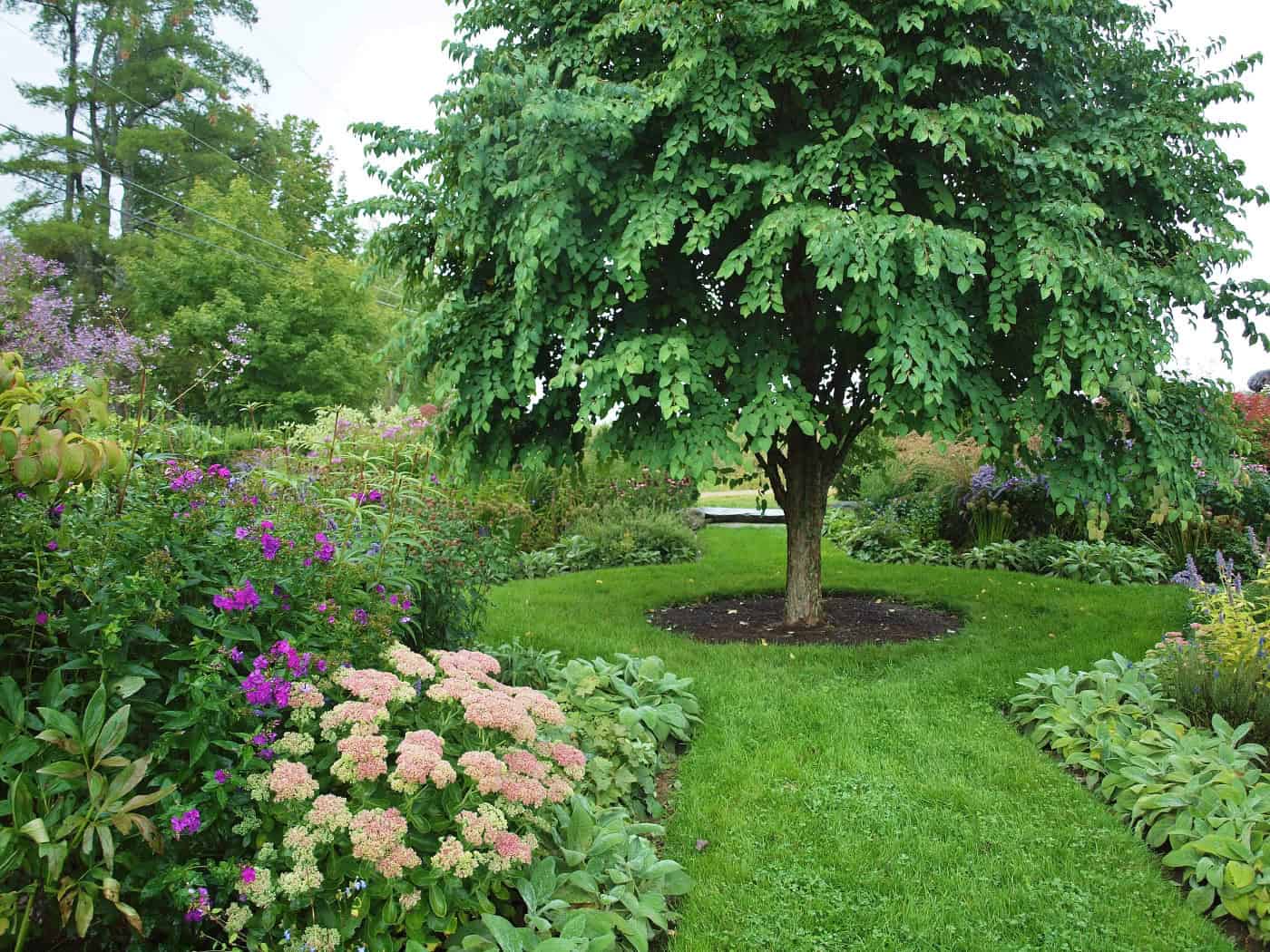 The Katsura Tree in the Formal Gardens