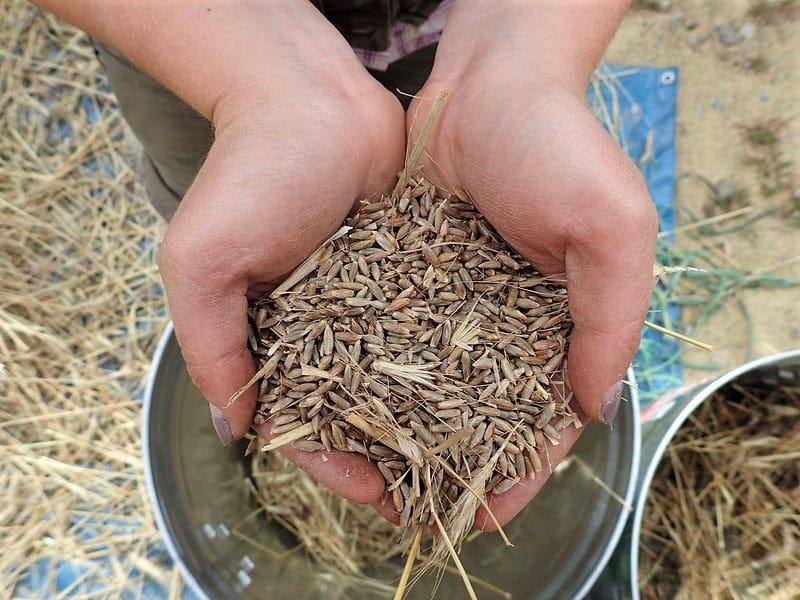 New Website Photo - Grains