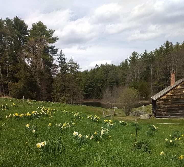 New Website Photo - Meadow Garden