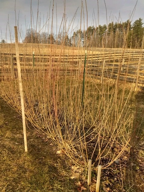 New Website Photo - Sally Garden