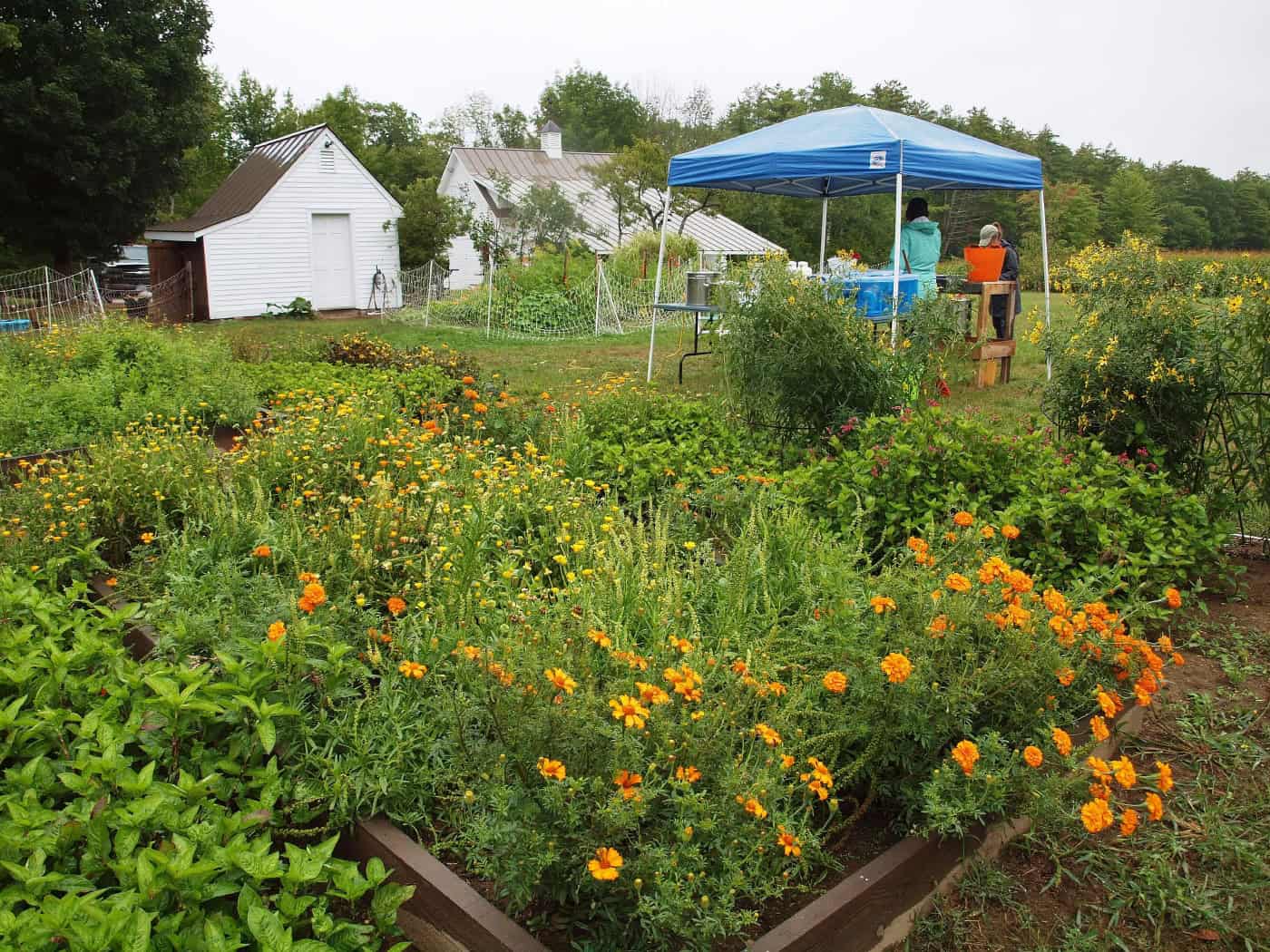 The Dye Garden - Sanborn Mills Farm