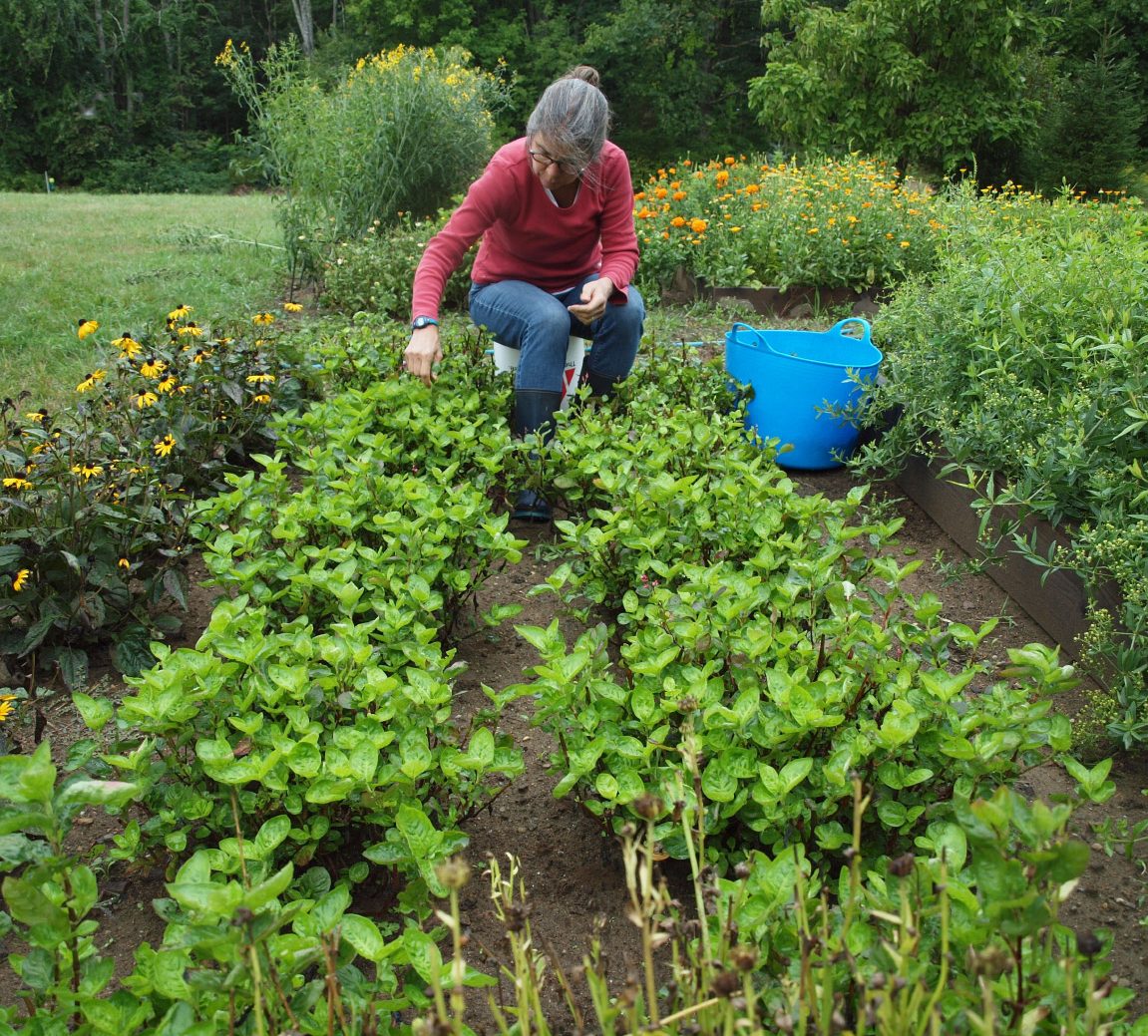 Dye instructor Sara Goodman harvests indigo