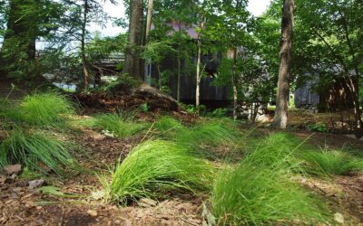 Stream Garden is a Heatwave Reprieve