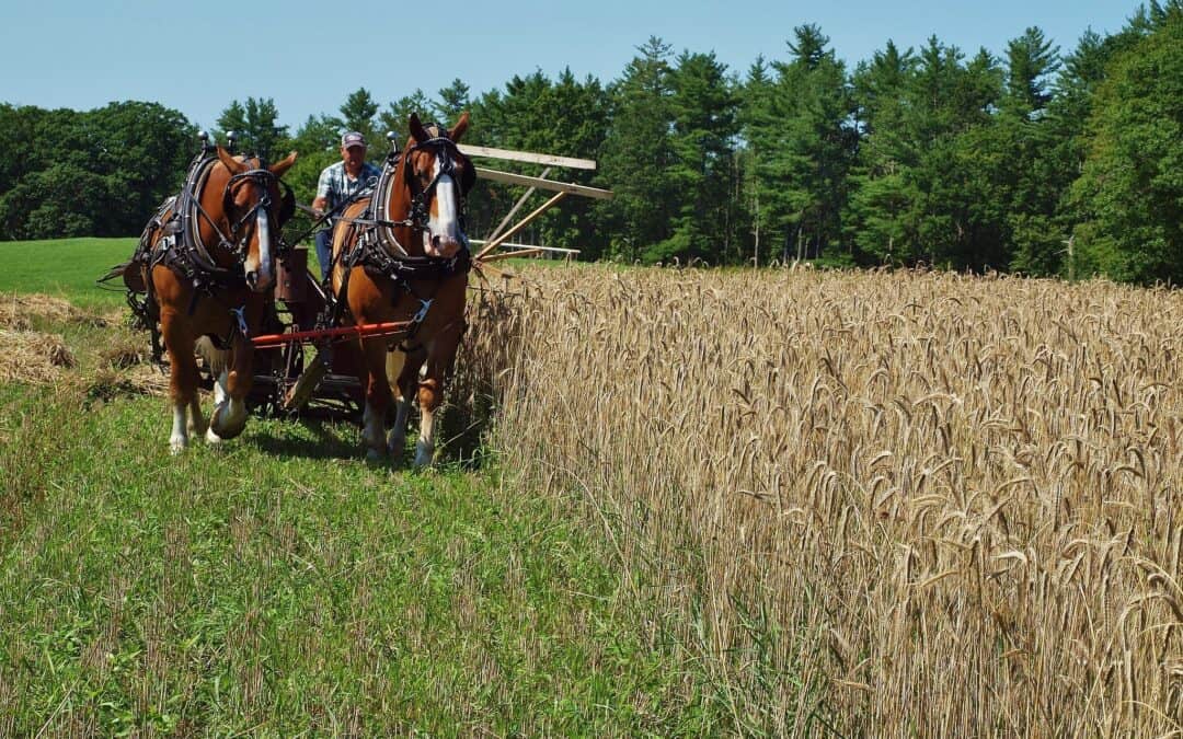 A Beautiful Day for a Rye Harvest