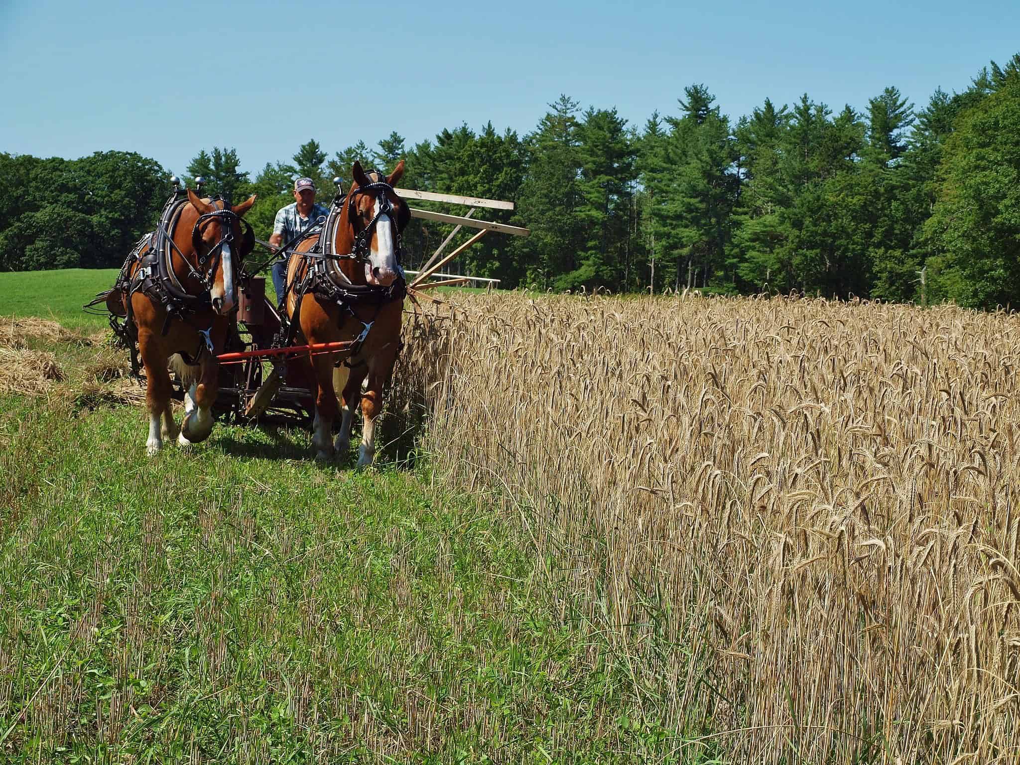 Rye Harvest 07-24-21