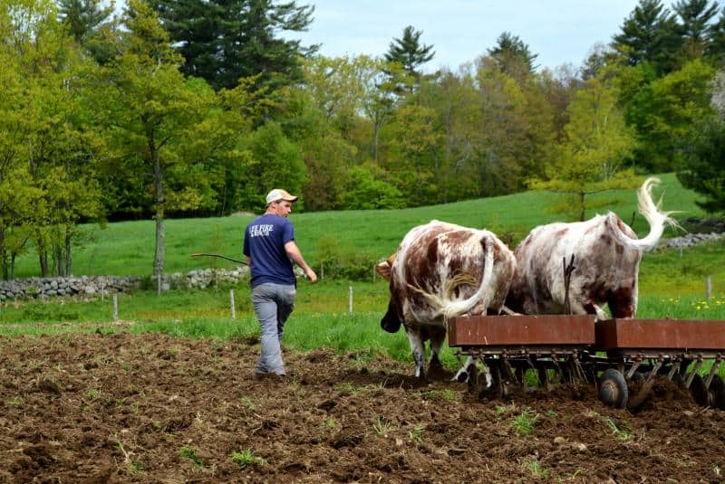 Draft Animals: Farm and Garden - Sanborn Mills Farm Draft Animals: Farm and Garden - Sanborn Mills Farm