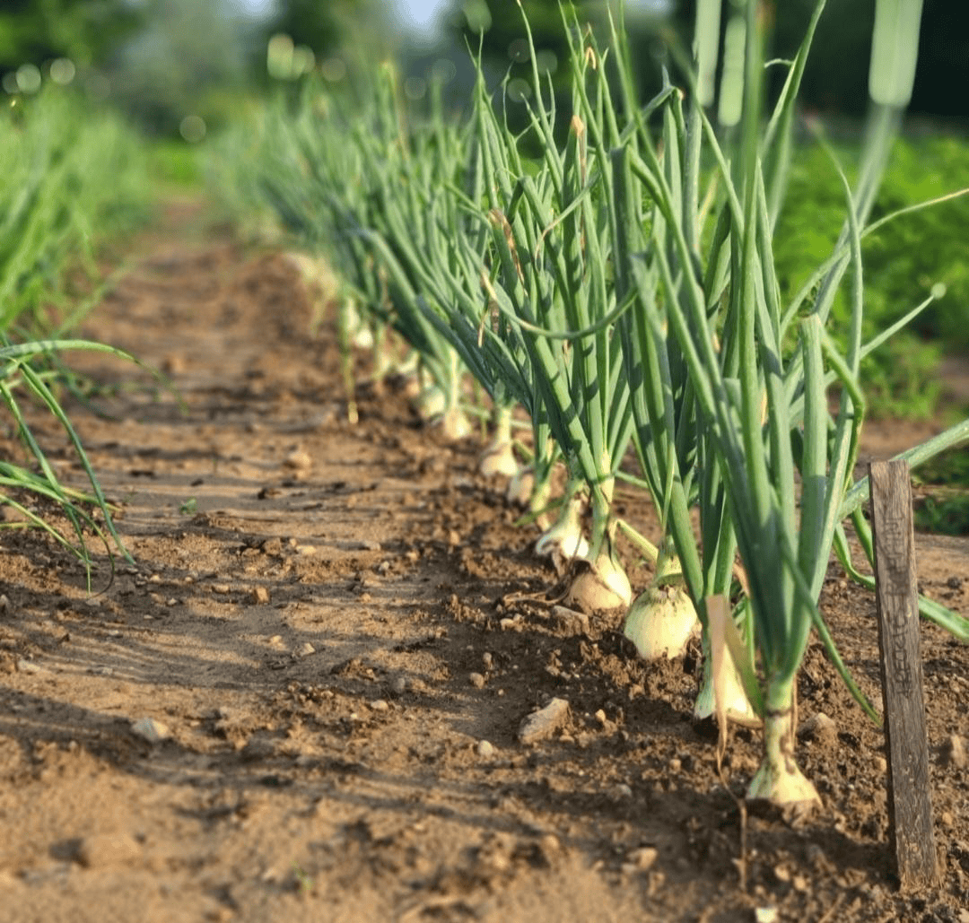 onions