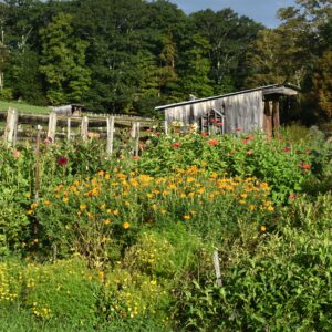 dye garden