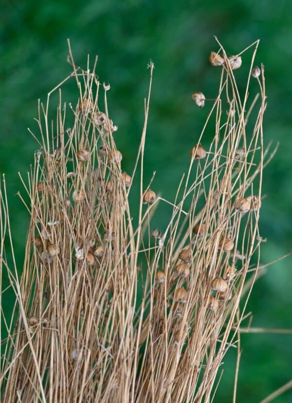 flax part 1